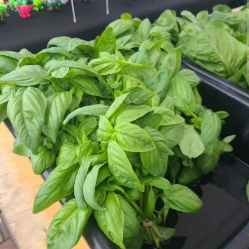 THURS - Snohomish Farmers Market (105 Cedar Avenue, Snohomish, WA 98290) @ 105 Cedar Ave., Snohomish